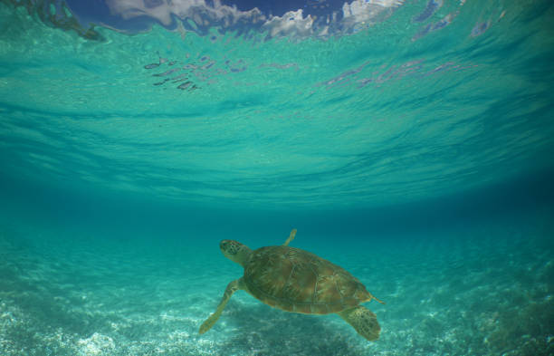 istock a sea turtle on a reef in the caribbean sea 2161311064