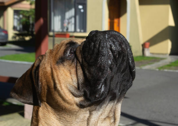 a mastiff breed dog looking up at the sky