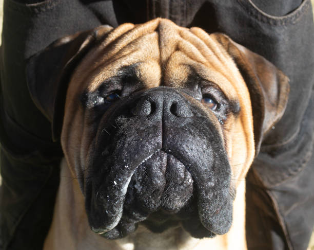 a mastiff breed dog looking towards the camera