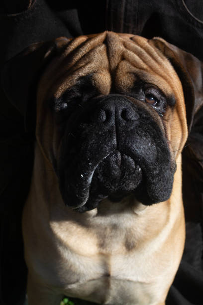 istock a mastiff breed dog looking towards the camera 2161311092
