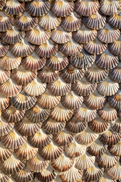 istock Close-up of symmetric sea shells arranged in pattern 2161311215
