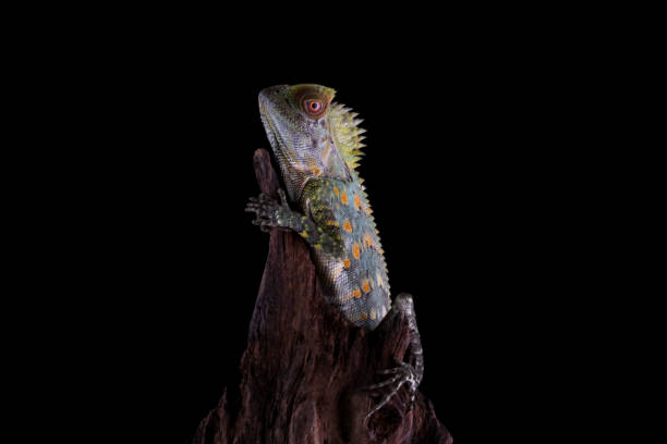 istock Forest dragon lizard on a branch, Gonocephalus chamaeleontinus 2161311356