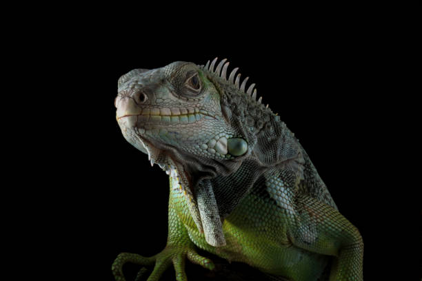 istock Green iguana isolated on black 2161311358