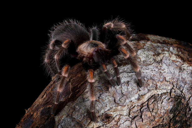 istock Hamorii tarantula on a branch 2161311435