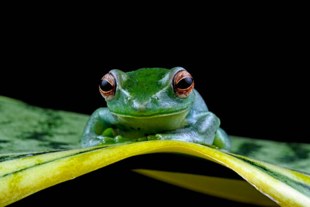 istock Rhacophorus dulitensis, Jade tree frog sitting on leaves 2161311456
