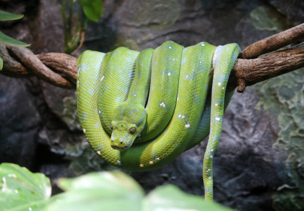 istock Green snake wrapped around a tree branch 2161312155