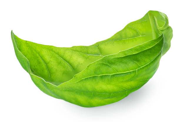 Basil isolated. Green basil leaf on white background. Organic Basilic leaves side view