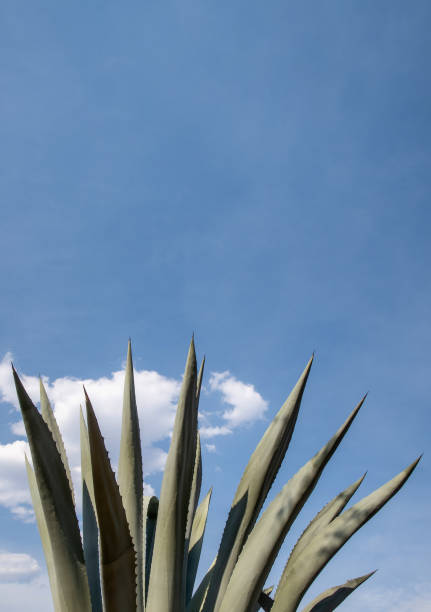 istock Close-Up of Sharp Agave Leaves Under a Clear Blue Sky with Scattered White Clouds 2161312980