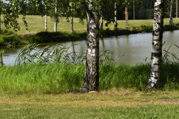 istock A Little Pond in a Field 2161314501