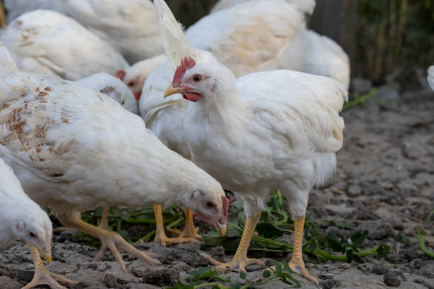 istock White chickens in a fence blurred background 2161315568