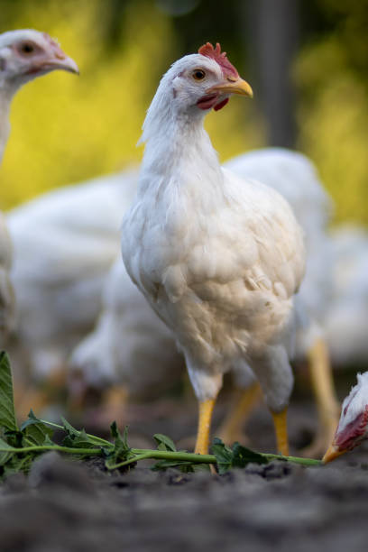 istock White chickens in a fence blurred background 2161315612