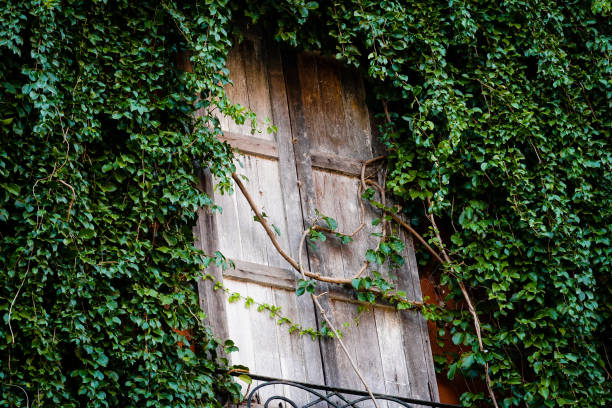 istock Natural fresh green leaf covered wooden window. 2161315844