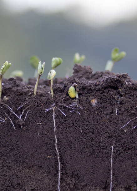 istock Young soybean plants with roots in the soil 2161315927