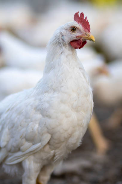 istock White chickens in a fence blurred background 2161315947