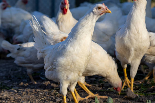 istock White chickens in a fence blurred background 2161316008