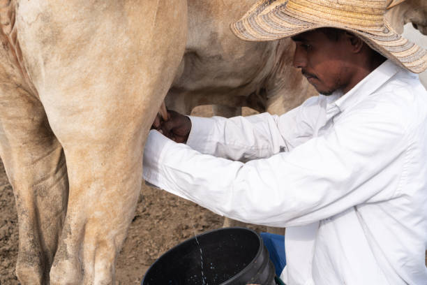istock Farmer Hand-Milking Cow Close-Up 2161319782