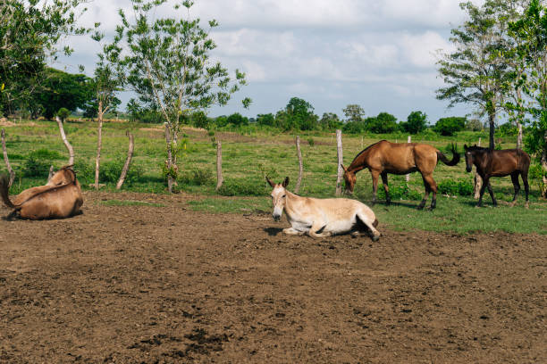 Head of horse looking over the stable doors on the background of other horses. No people.