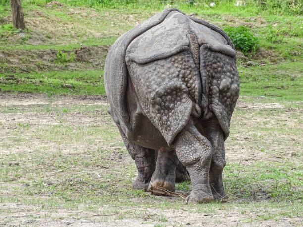 istock An Indian rhino seen from behind 2161324022
