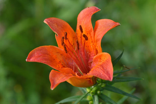 istock Red Lily  