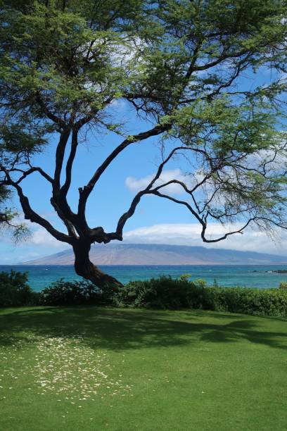 istock Maui, Hawaii 2161325753