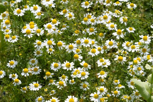 istock A field of blooming white chamomile in a sunny field. 2161326204
