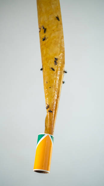 istock Sticky tape designed for catching pesky flies, an effective pest control solution. 2161326799