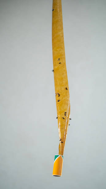 istock Sticky tape designed for catching pesky flies, an effective pest control solution. 2161326853