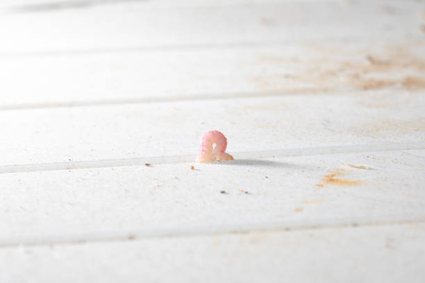 Pink inchworm moving on a white surface in an outdoor setting, showcasing its unique color and movement