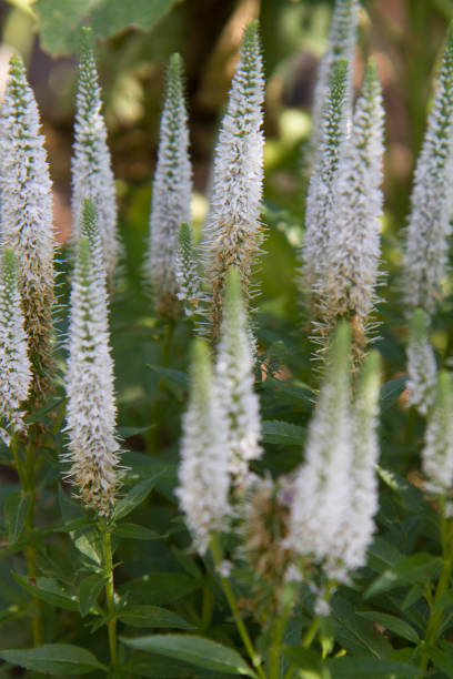 istock The spiked speedwell (Veronica spicata) plant 2161328354