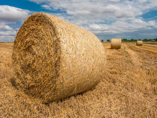 istock Hay bales scattered over grain field 2161328841