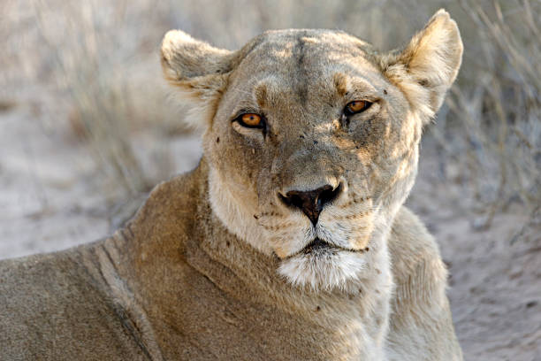 Female lioness looking at the cubs playing.