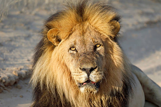 istock Lion king in early morning light 2161329613