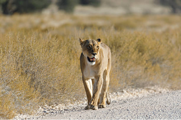 Lions are known to be exceptionally lethargic and spend about twenty hours a day resting, which is required to rest after intense periods of patrolling and hunting and then she has to feed the cubs