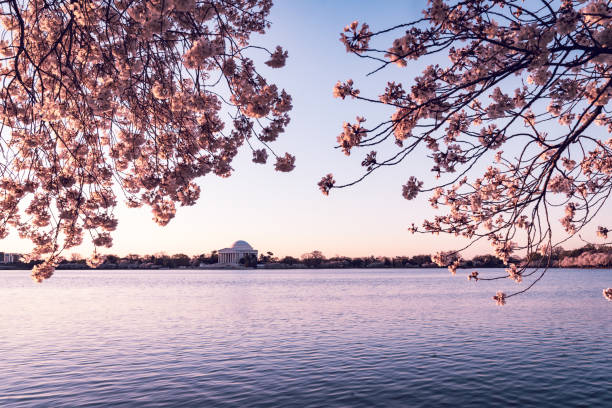 A poetic close-up of cherry blossom branches in full bloom, gently illuminated by soft golden sunlight. The delicate pink petals pop against the serene blue sky, capturing the fleeting magic of springtime in Berlin. A tranquil and dreamy perspective, looking up into the blossoms as they dance in the breeze.