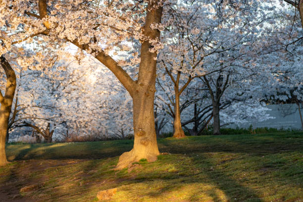 Beautiful cherry blossom flowers in Washington DC