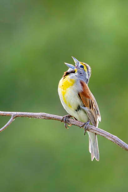 A Dickcissel Sings on a Tree Branch
