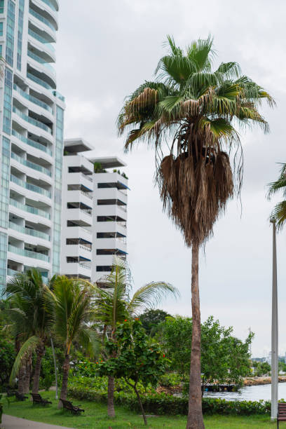 istock Buildings surrounding the bay on a cool cloudy morning 2161333128
