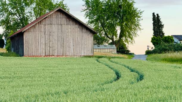 Barn in the green wheat field