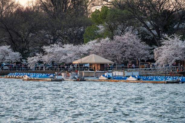 The Jefferson monument in Washington DC framed by a spectacular cherry blossom display.  Focus on the monument background.