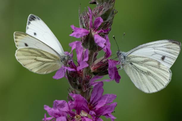 istock two butterfly Pieris brassicae on purple flower 2161335504