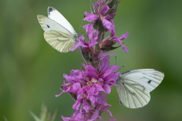 istock two butterfly Pieris brassicae on purple flower 2161335506