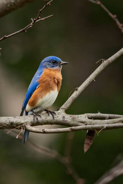 istock Vertical shot of vibrant Eastern Bluebird perched on a branch in a natural setting 2161335783