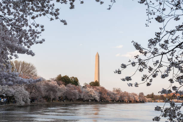 istock Washington Monument as seen from the Tidal Basin, framed with cherry blossoms in Washington DC 2161336520