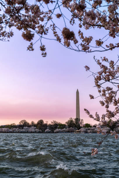 istock Sunset at the Tidal Basin with the Washington Monument, during peak cherry blossom bloom 2161336584