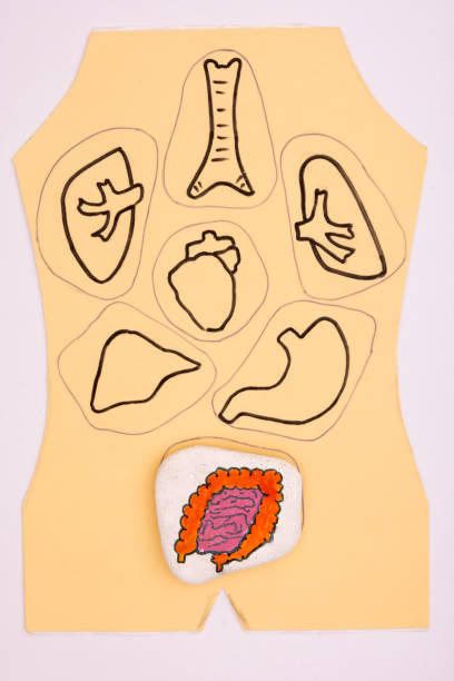 Human internal organs made of paper and rock