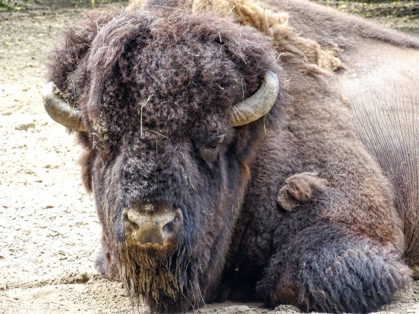 istock An American bison rests on the ground 2161338358