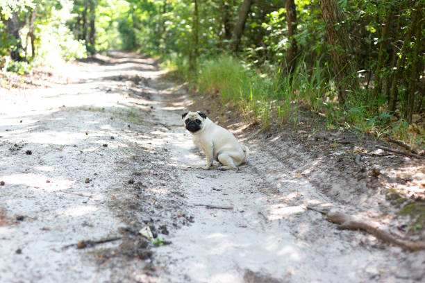 istock Dog breed pug on a walk in the woods. 2161340765
