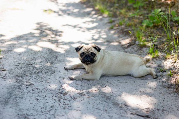 istock Dog breed pug on a walk in the woods. 2161340771