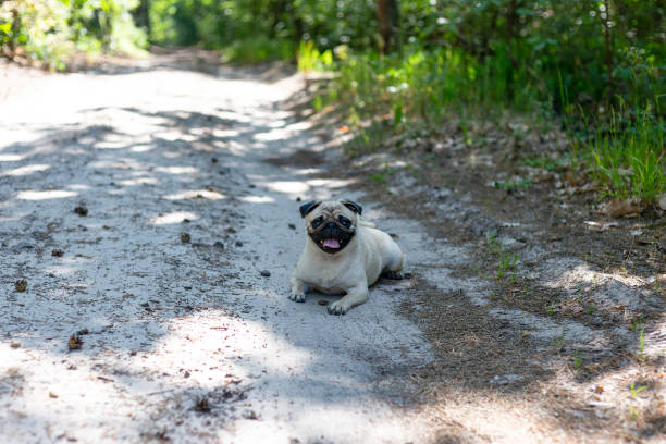 istock Dog breed pug on a walk in the woods. 2161341293