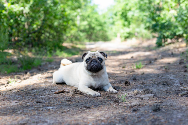 istock Dog breed pug on a walk in the woods. 2161341610